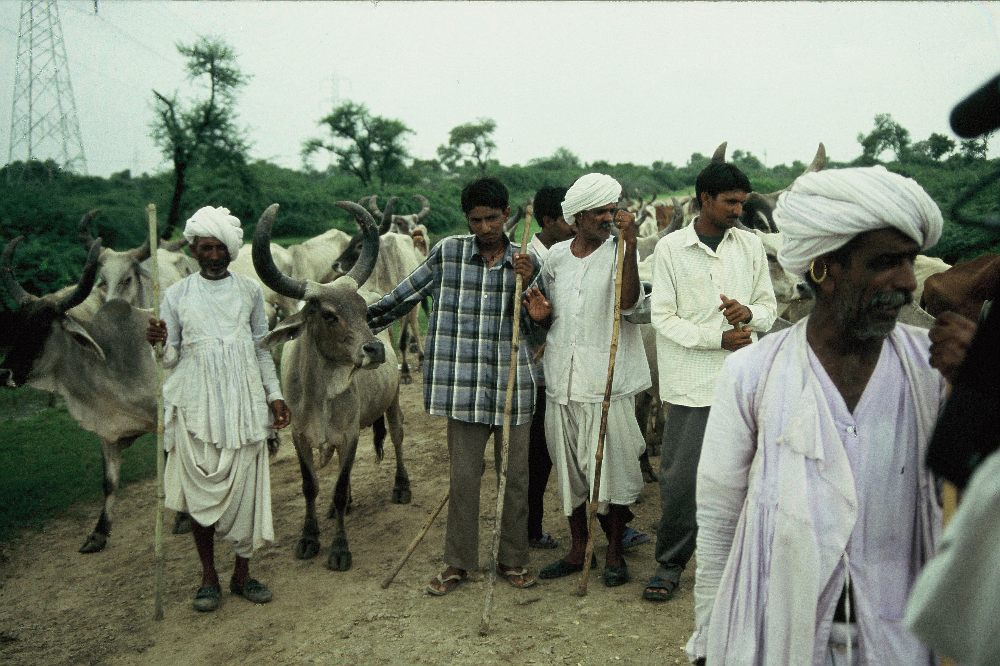 Among half-nomad Rabaris in Gujarat, India, 2005 [Félnomád rabarik között Gudzsarátban, Indiában 2005-ben]
