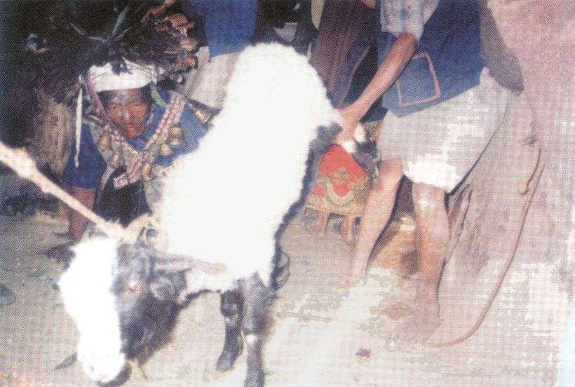 Magar sámán révületben; a dzsánkrí az állatáldozat során, néhány percen belül, lefejezi a kecskebakot